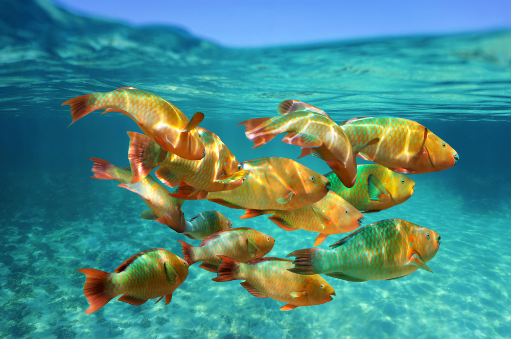 Underwater view of yellow fish swimming in ocean