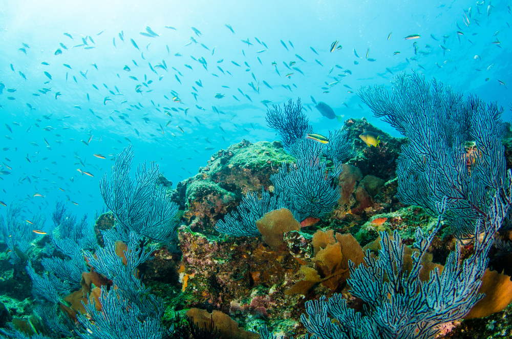 Coral reef in the Gulf of California, Cabo Pulmo