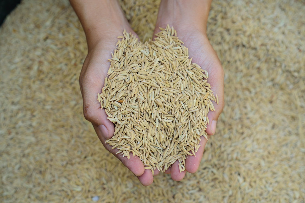 A pair of hands hold a large pile of rice or grain.