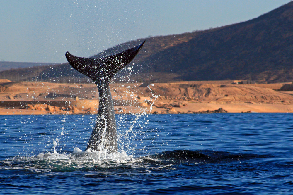 How We’re Helping Gray Whales Keep Their Homes