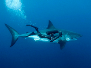 Shark swimming with a diver